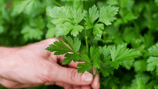 What is Apigenin & How Does it Work With NMN?